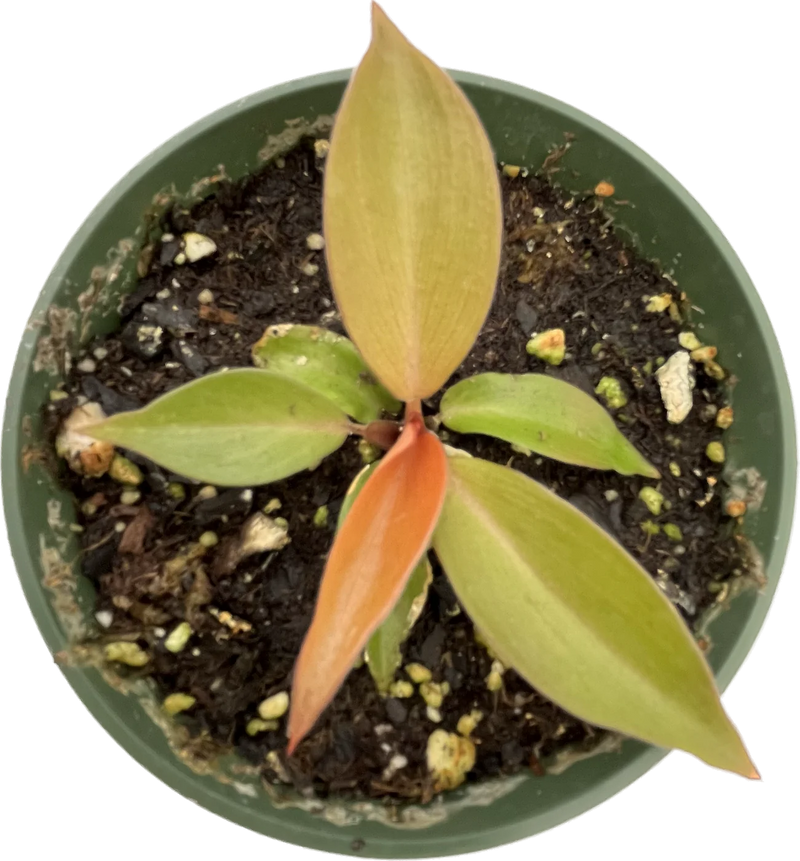 Philodendron Cherry Red - seedling