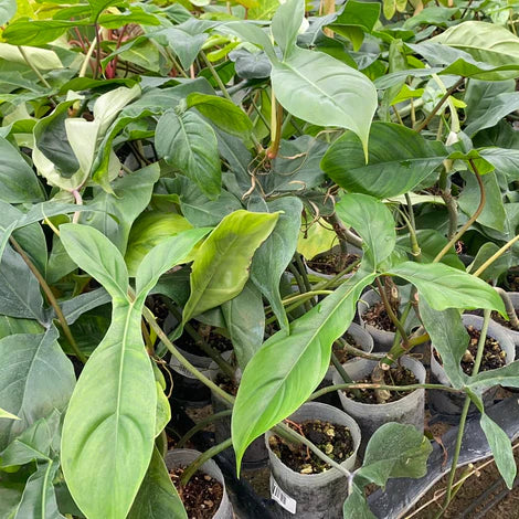 Philodendron 69686 seedling