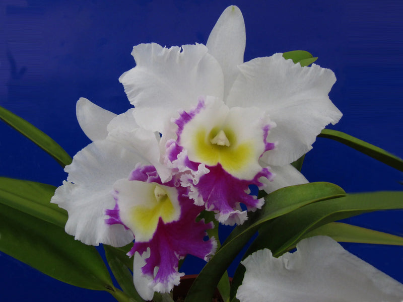 Rhyncholaeliocattleya Blanche Aisaka 'hawaii'
