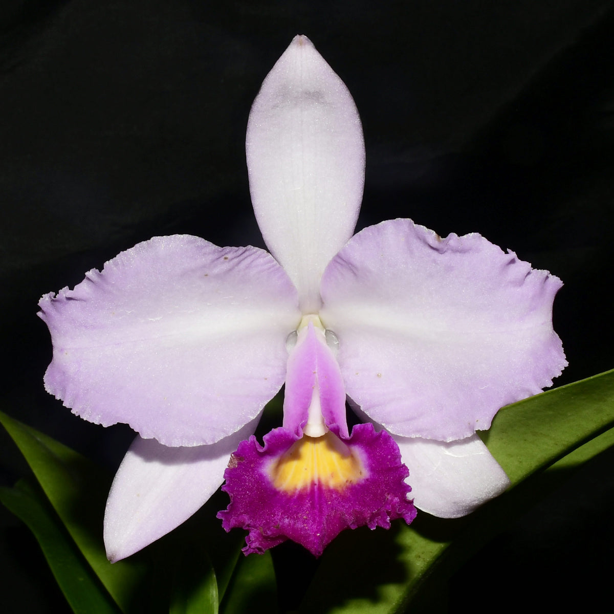 Cattleya trianae Michael x splash #118 — Ecuagenera California