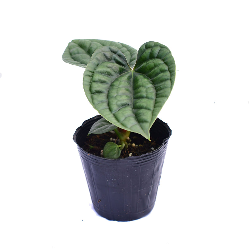 Anthurium luxurians (seedling)