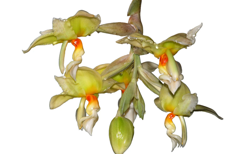 Stanhopea ruckeri