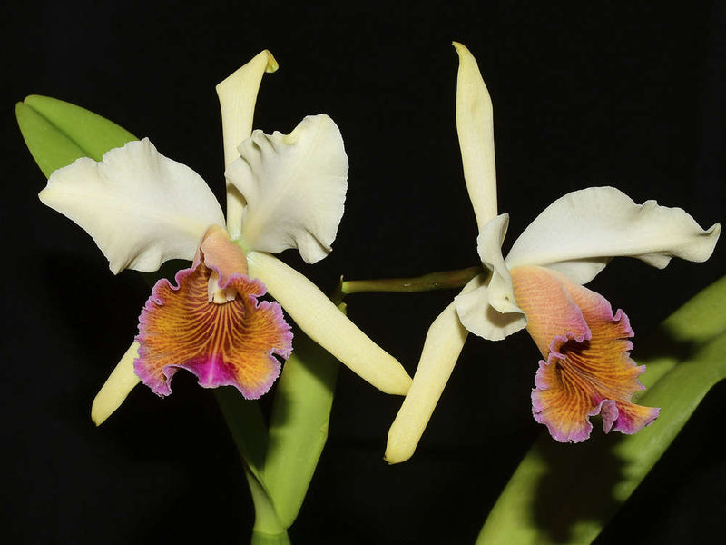 Cattleya Marilyn Lew