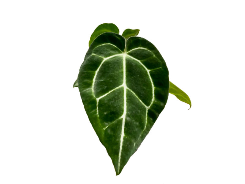 Anthurium crystallinum (seedling)