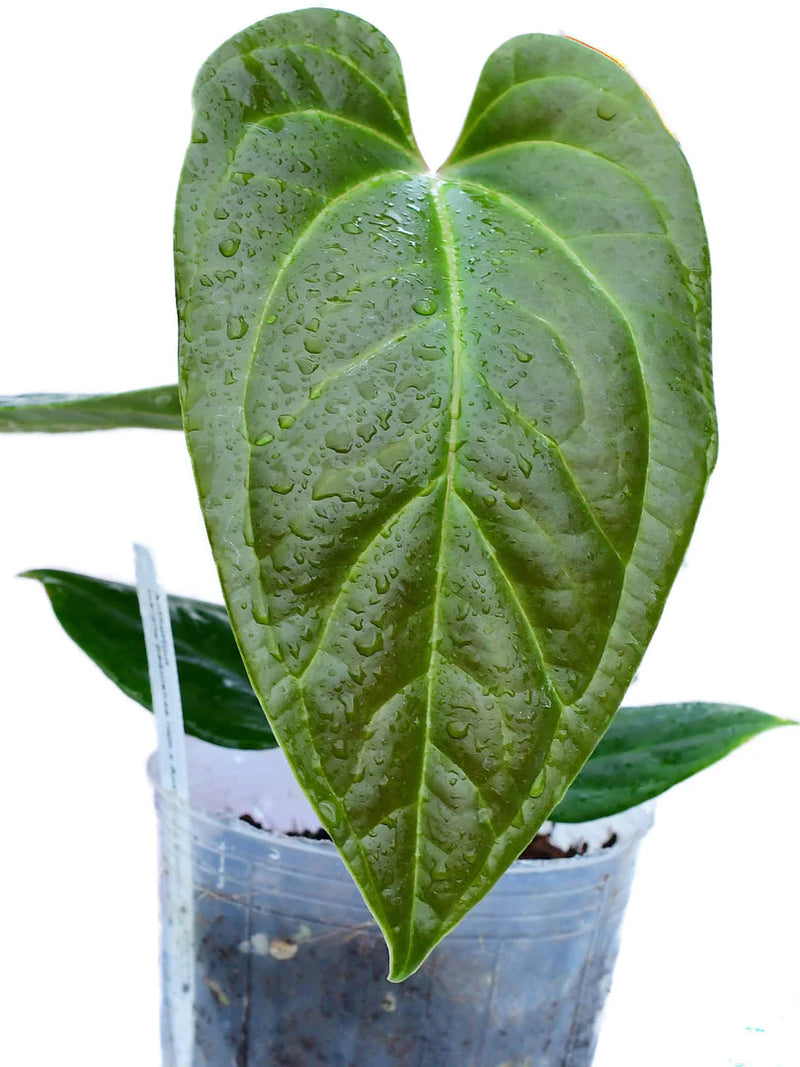 Anthurium Tayos Cave