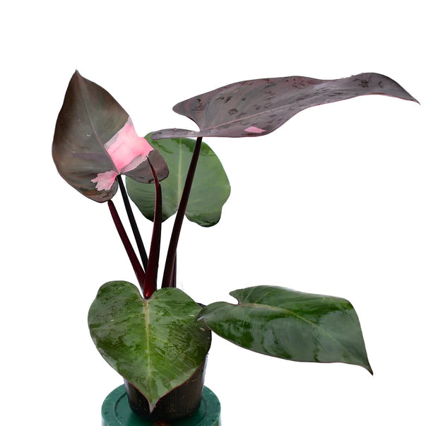 Philodendron Pink Princess