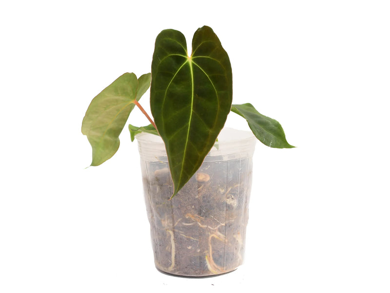 Anthurium Neon Lace (seedling)