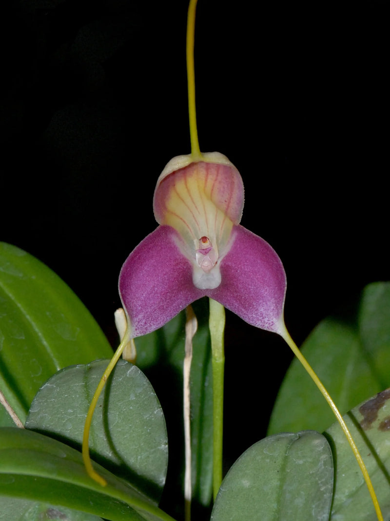 Masdevallia caudata
