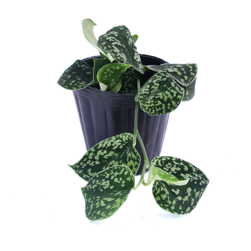 Scindapsus pictus — Ecuagenera California