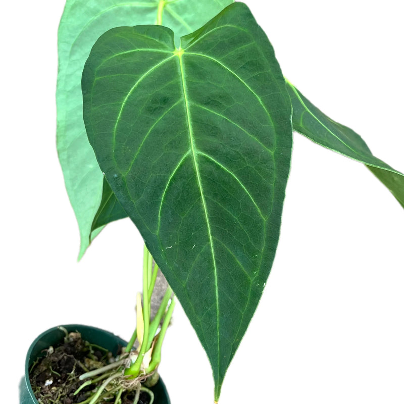 Anthurium magnificum x Anthurium waterburyanum