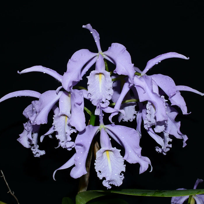 Cattleya maxima coerulea ´Gigi x Angelo'