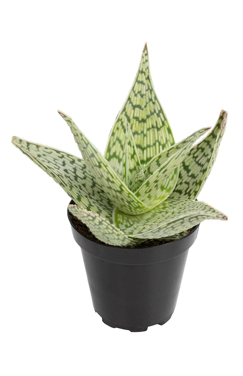 Aloe Delta Lights 8"