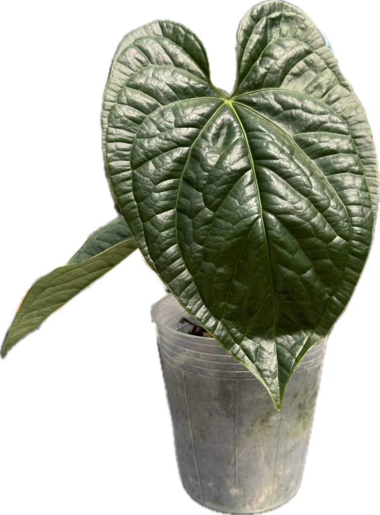 Anthurium Bradley Spirit