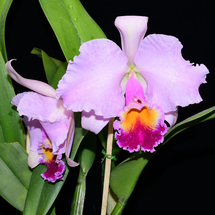 Brassolaeliocattleya Kattya Sark Full Soil