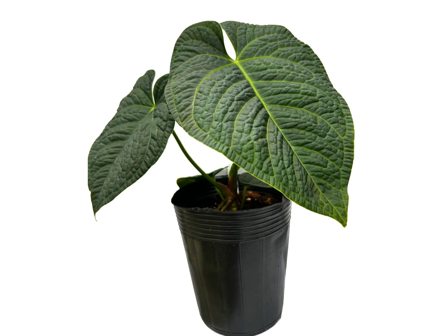 How to Assemble an Urho Tree — ANTRY USE ONLY GENUINE