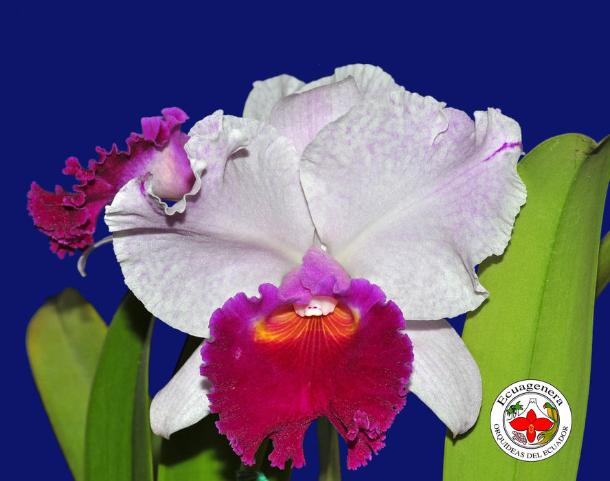 Rhyncholaeliocattleya Izumi Carol