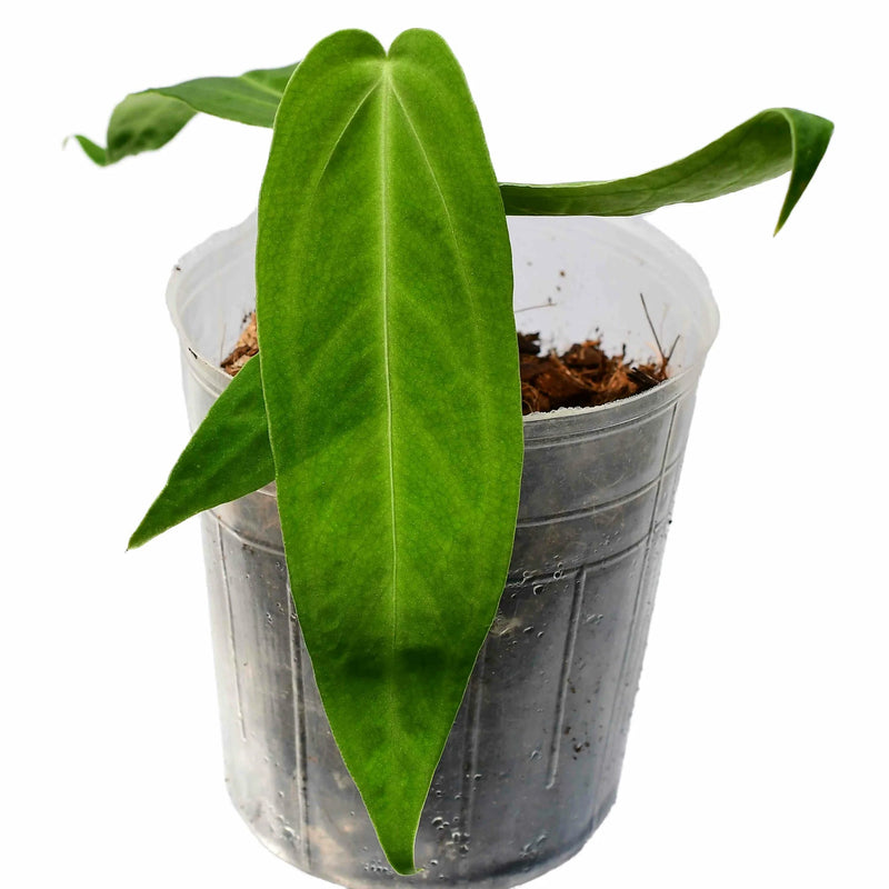 Anthurium Esmeralda Queen