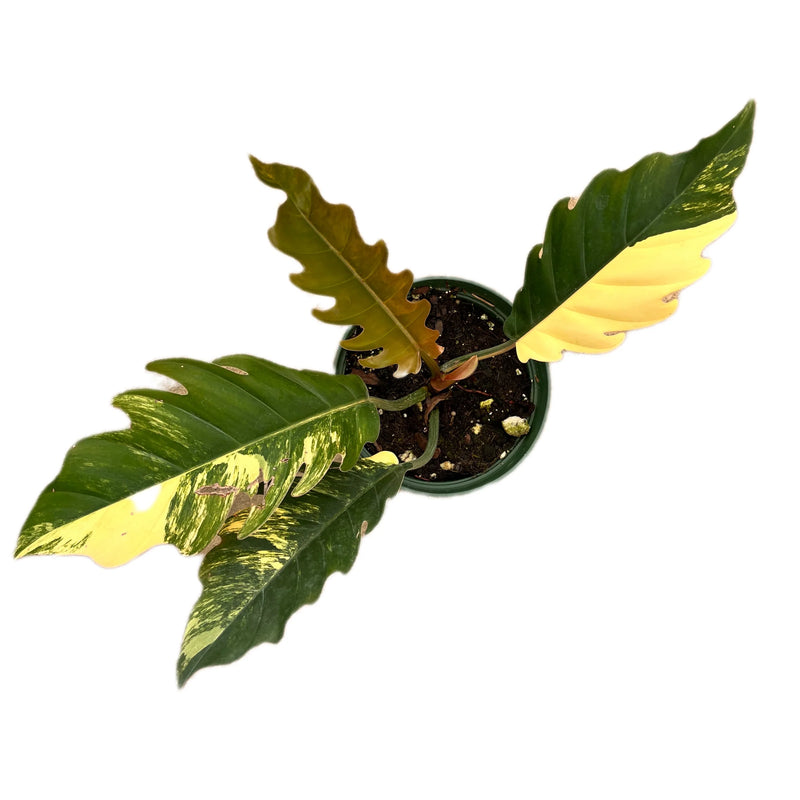 Philodendron Caramel Marble