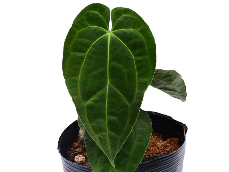 Anthurium Deborah Ward inverse crossing