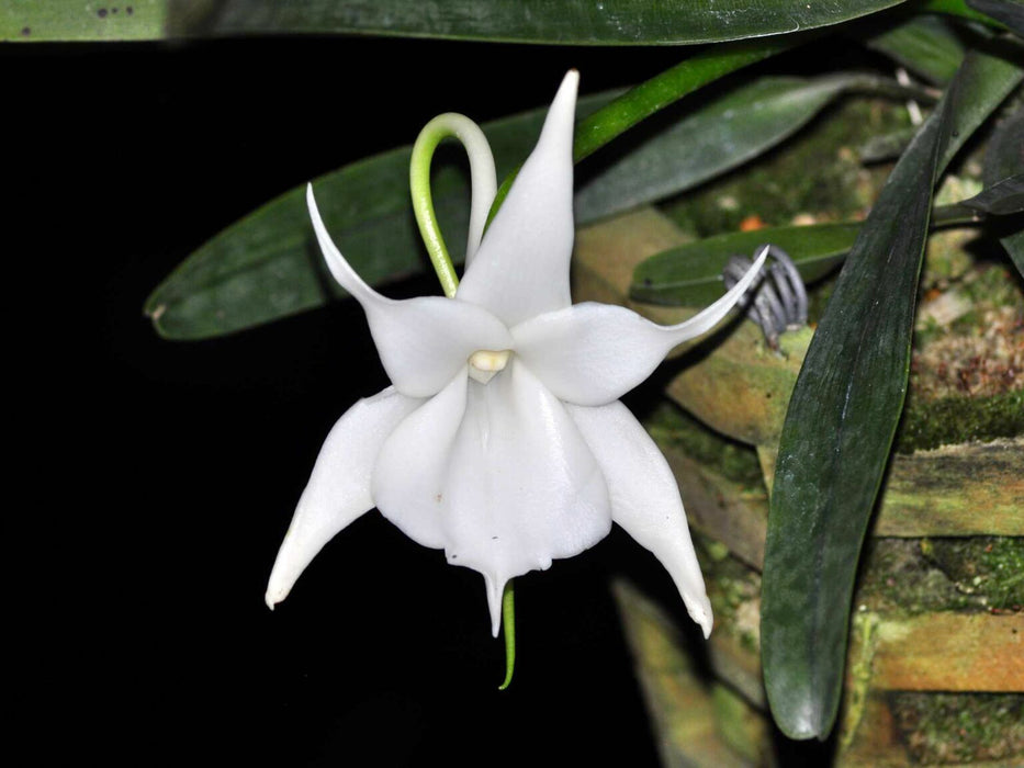 Angraecum leonis comoro