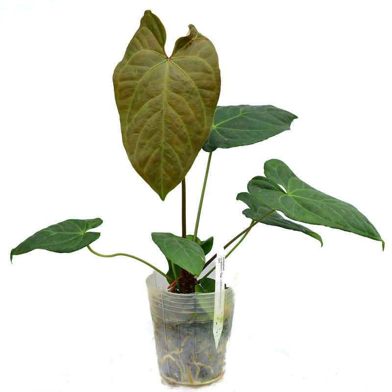 Anthurium corallinum Gigi x Anthurium Magnificent Girl