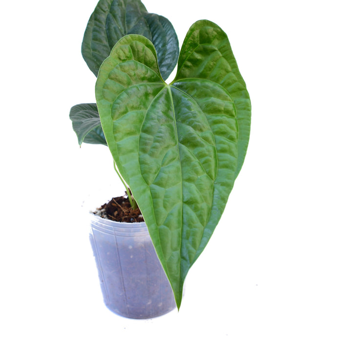 Anthurium gymnopus Fantasy x Anthurium luxurians