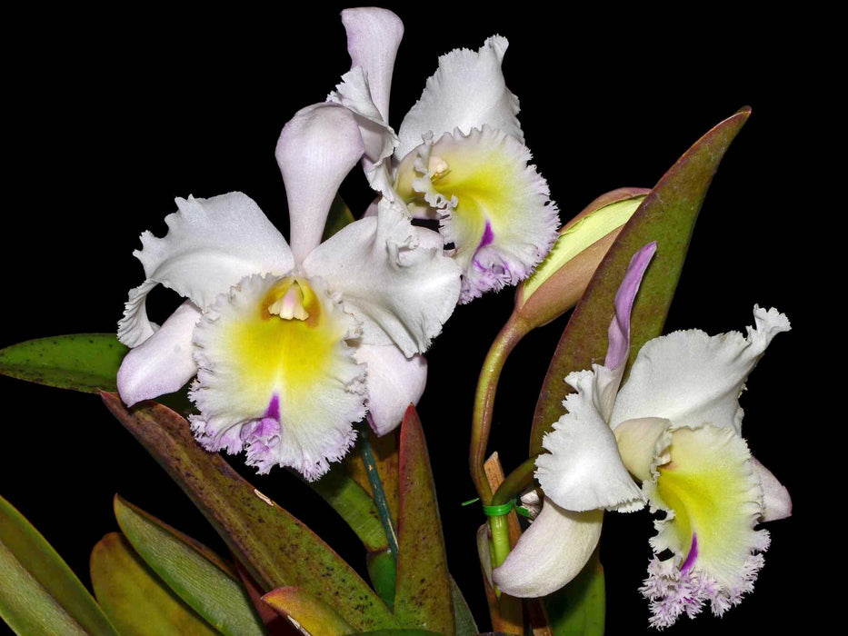 Rhyncholaeliocattleya Grace Carmen Tolentino