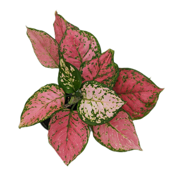 Aglaonema 'Red Anjamani'