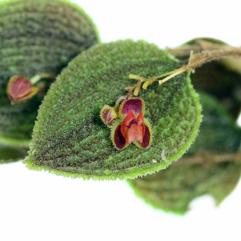 Lepanthes aculeata