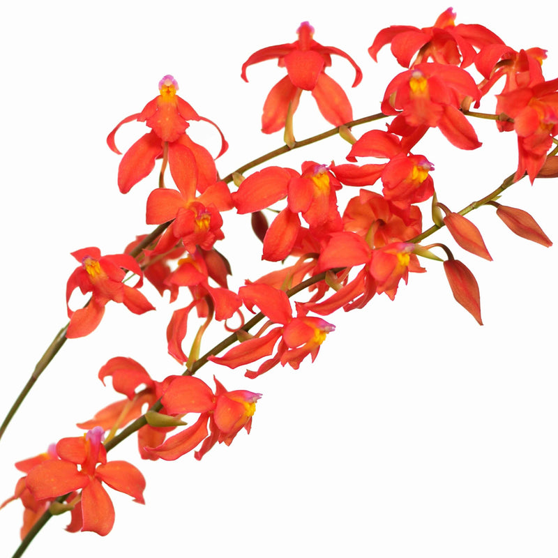 Oncidium noezlianum