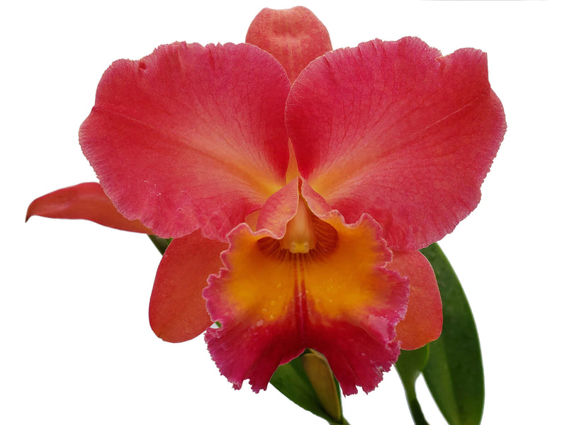 Rhyncholaeliocattleya Goldenzelle Orange Pun Pink Acc/aos