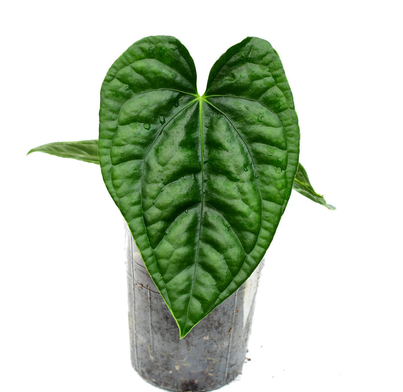 Anthurium After midnight