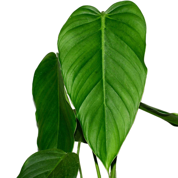 Philodendron asplundii ‘Eagle’