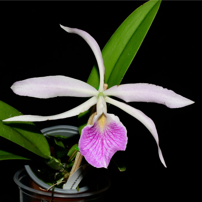 Brassocattleya Kay