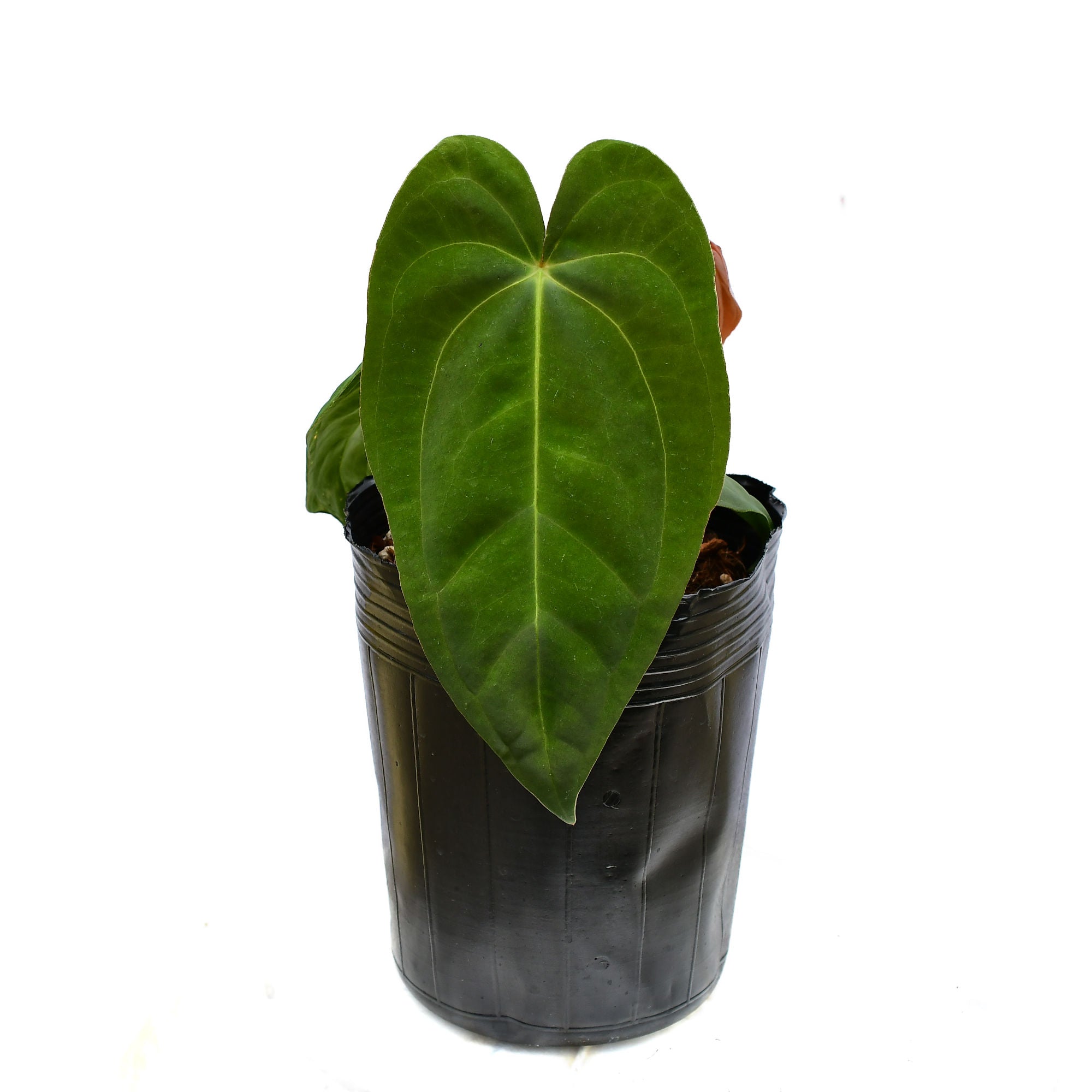 Anthurium papillilaminum — Ecuagenera Orquídeas del Ecuador