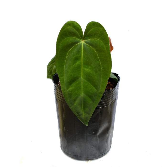 Anthurium Cuyabeno Soul x Anthurium papillilaminum