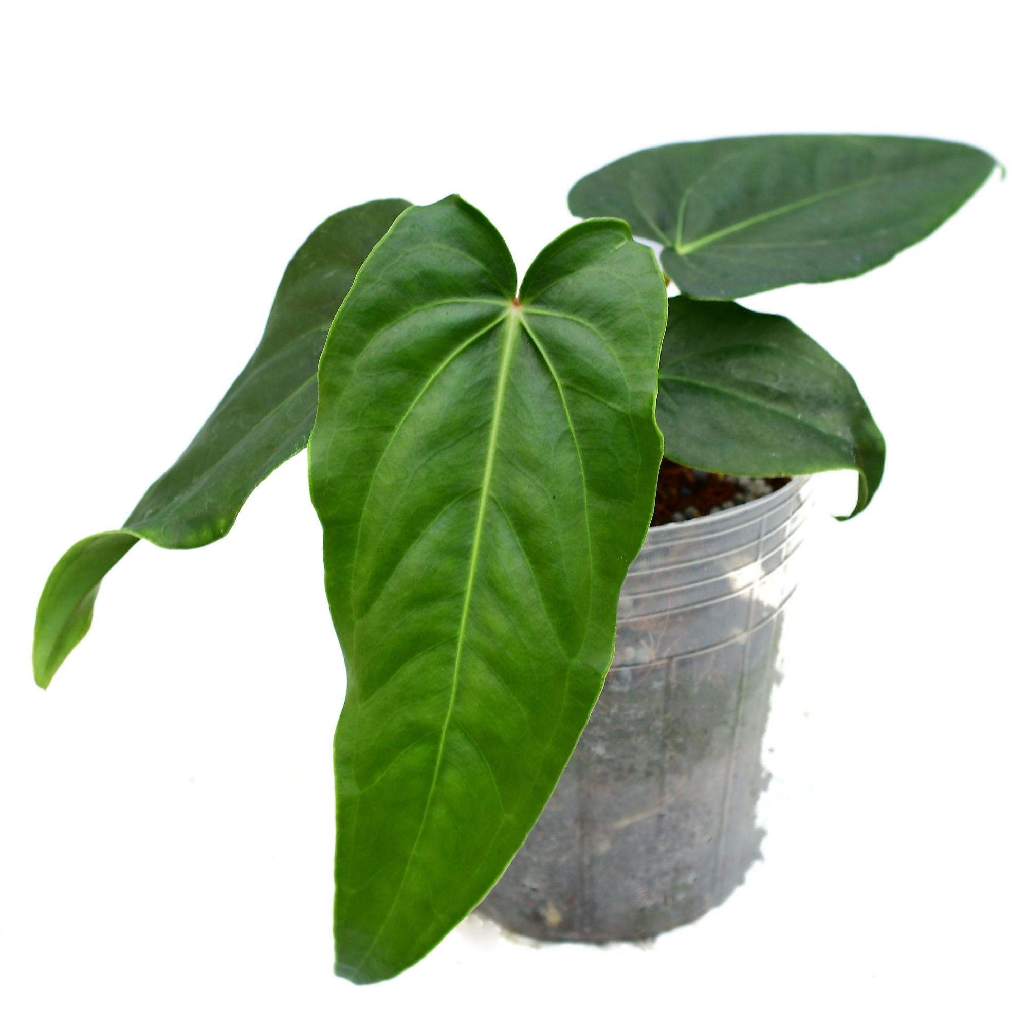 Anthurium villenaorum x Anthurium nigrolaminum 'Gigi' — Ecuagenera