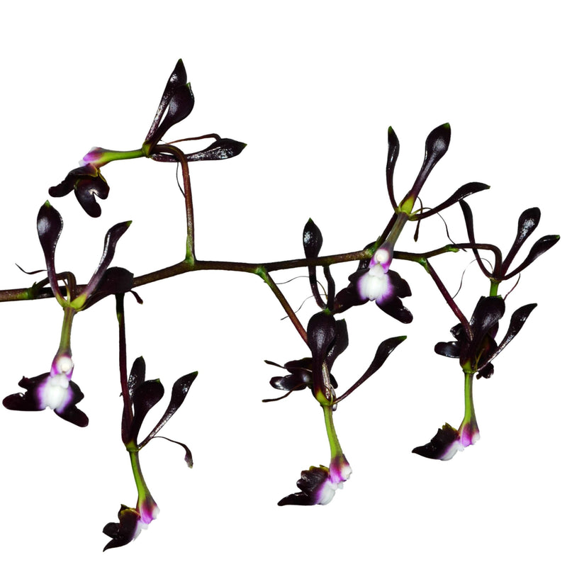 Epidendrum melanoporphyreum