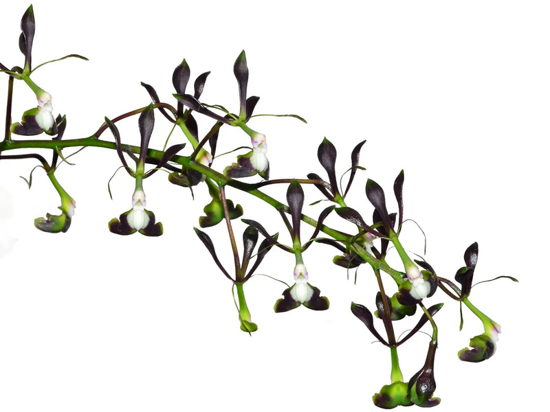 Epidendrum melanoporphyreum