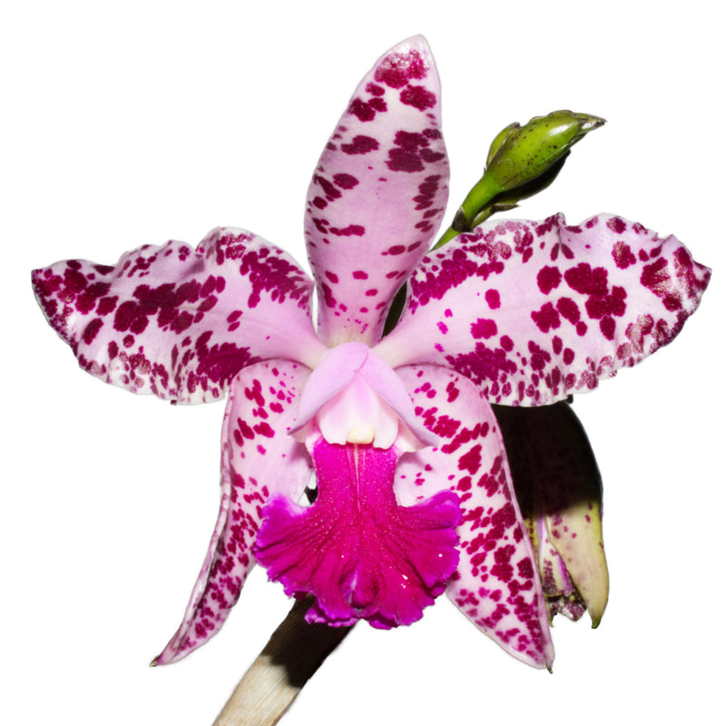 Cattleya amethystoglossa Pink x Big