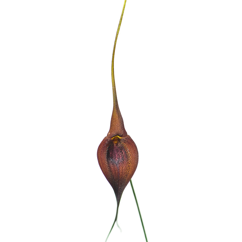 Masdevallia ayabacana