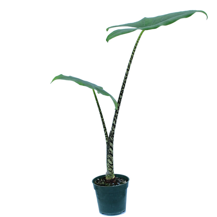 Alocasia zebrina - seedling