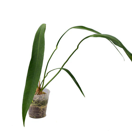 Anthurium coriaceum velvety