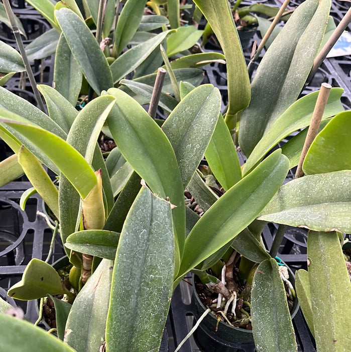 Cattleya White Sky