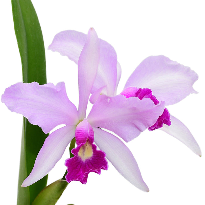 Cattleya Purpurata Dream