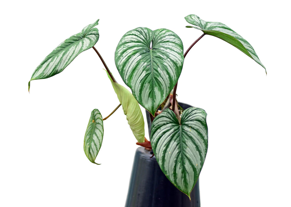 Philodendron mamei cf