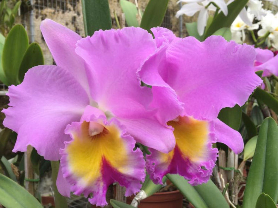 Rhyncholaeliocattleya San Cristobal