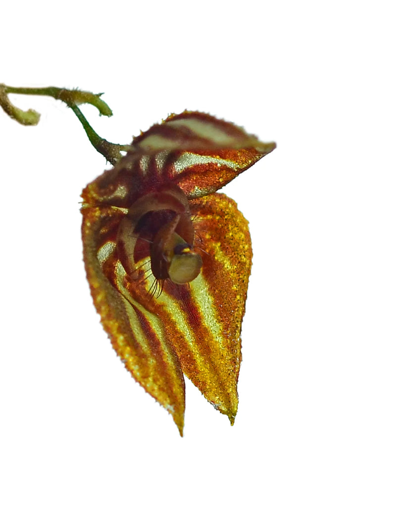 Lepanthes mulleriana