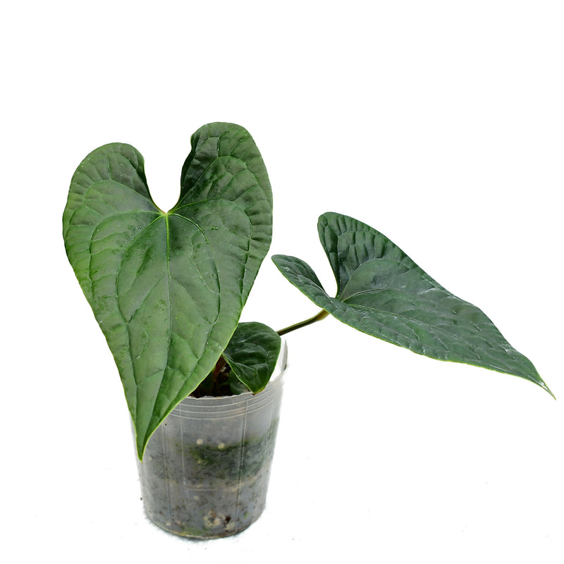 Anthurium sagittatum Esmeralda x Anthurium luxurians