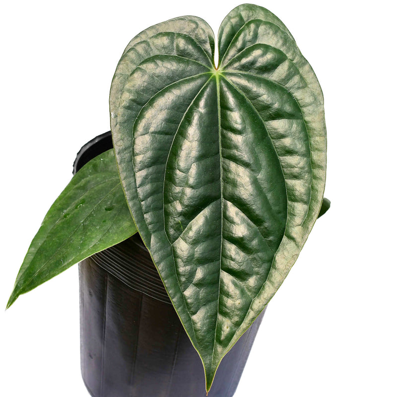 Anthurium Esmerald Beast